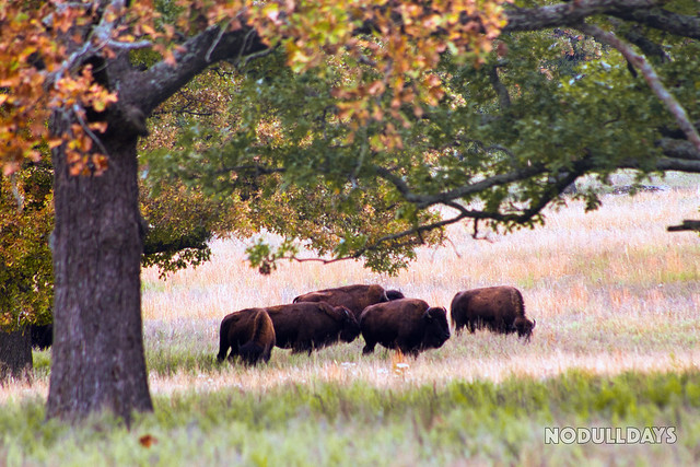 Bison in the Wild — Oklahoma [explore]