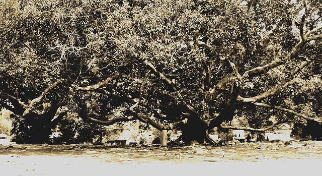 MYANMAR, Burma - in  Pindaya, old giant Banyan-tree, (effect, )78960/20860