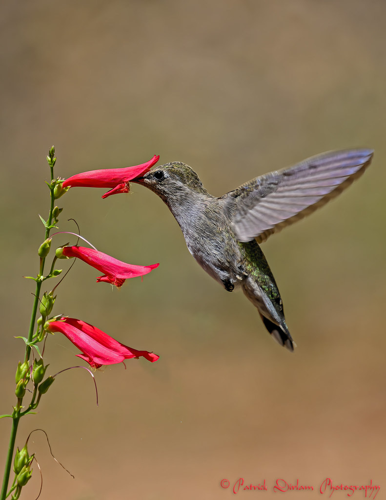 Anna's hummingbird sipping Penstemon-Beard tongue