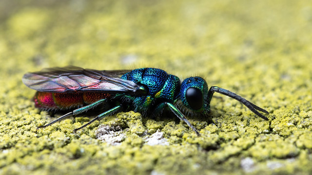 Ruby-tailed wasp Chrysis sp