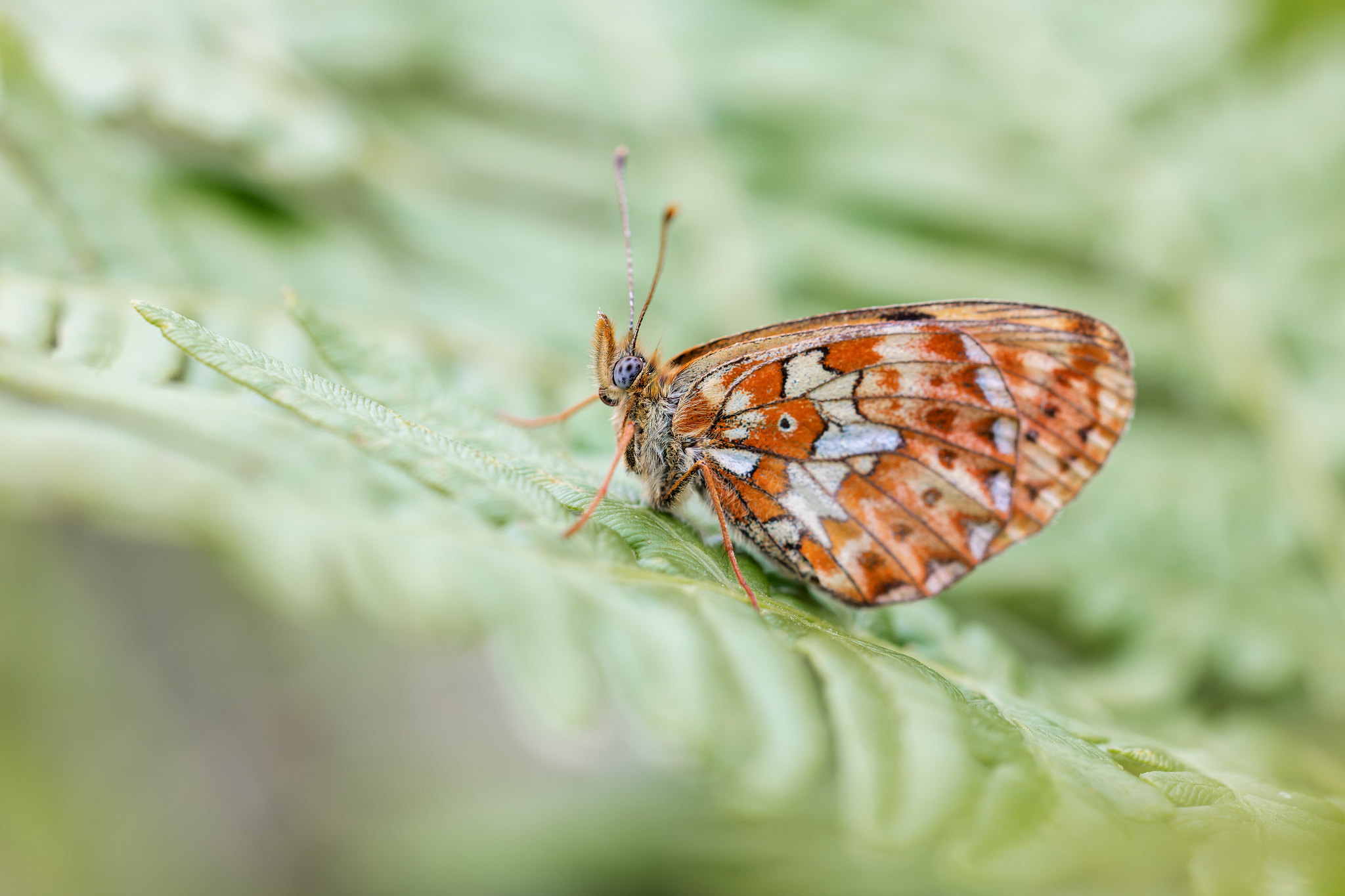Boloria euphrosyne | prydlig pärlemorfjäril | Pearl-bordered Fritillary