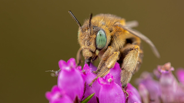 Green-Eyed Flower Bee