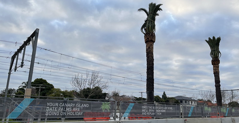 Palm trees to be relocated during level crossing removal works
