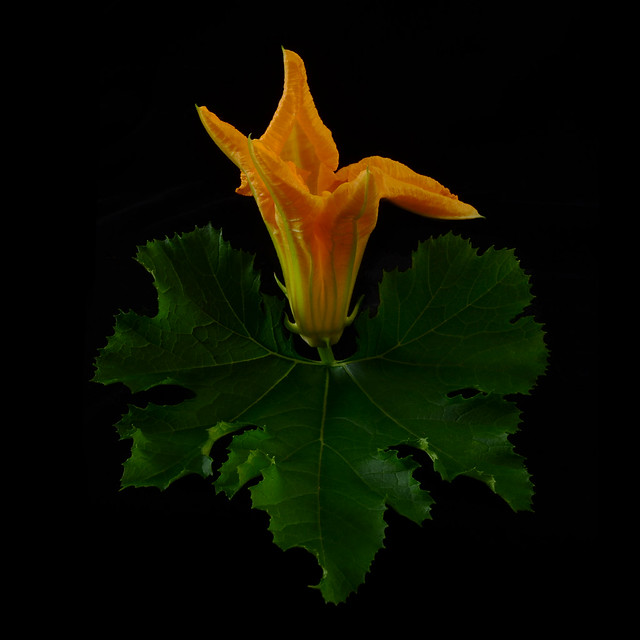Portrait of a Zucchini Flower