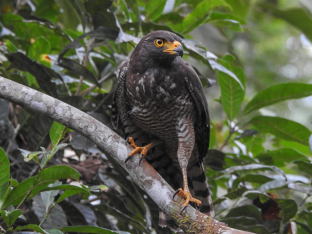 Roadside Hawk - Fauna at Yantza-farm in Ecuador