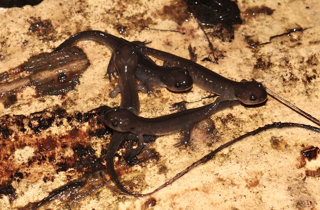 Baby Spotted Salamanders, Bucks County, PA, USA, July 2022