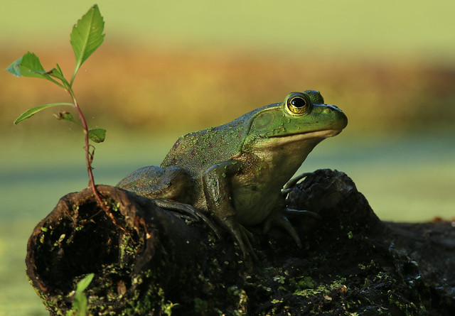 early morning frog