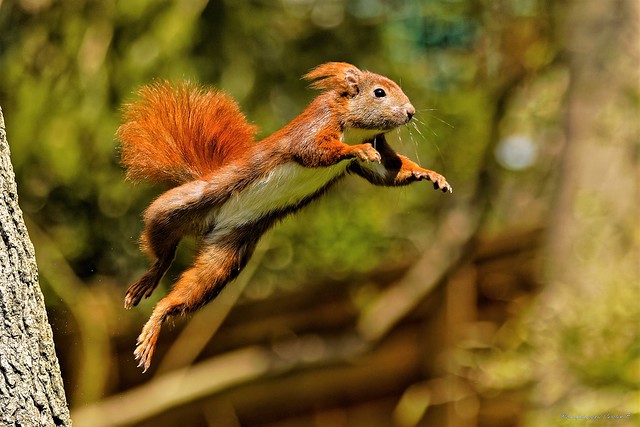 Eichhörnchen - red squirrel (Sciurus vulgaris)