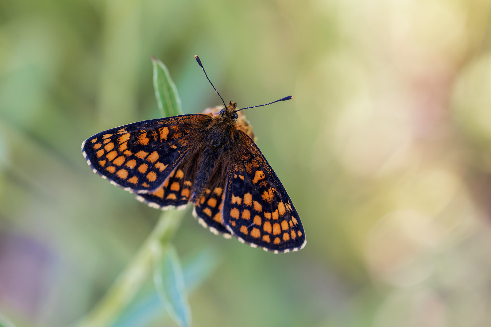 Melitaea athalia | skogsnätfjäril | Heath Fritillary