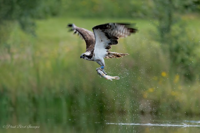 Osprey-Scotland
