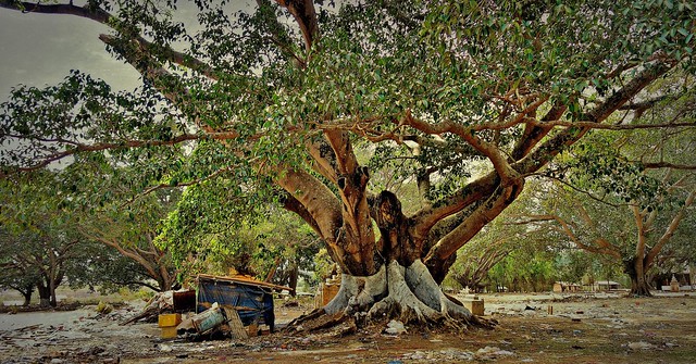 MYANMAR, Burma - in  Pindaya, old giant banyan-trees and garbage and waste  ,  78965/20865