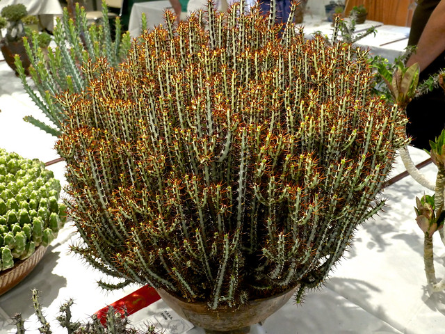 P1410953 - Euphorbia aeruginosa. Cactus and Succulent Society of America Show at the Huntington Library and Botanic Gardens, 2022-07-02.