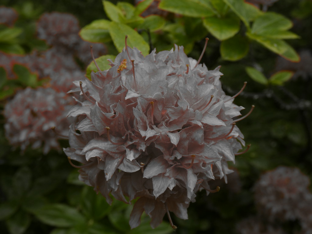 Rhododendron Homebush (Decidious Azalea) Muted
