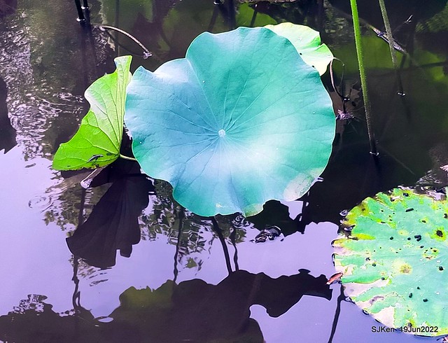華山大草原荷花池(Lotus pool at Hwashan creative area), Taipei, Taiwan, SJKen, Jun 19, 2022.