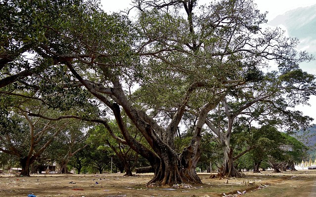 MYANMAR, Burma - in  Pindaya, old giant Banyan-tree,  78963/20863
