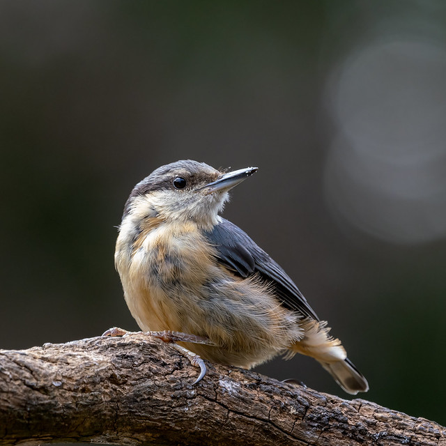 Some Nuthatch love!