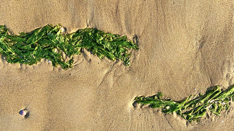 Algae - Adriatic Sea.
