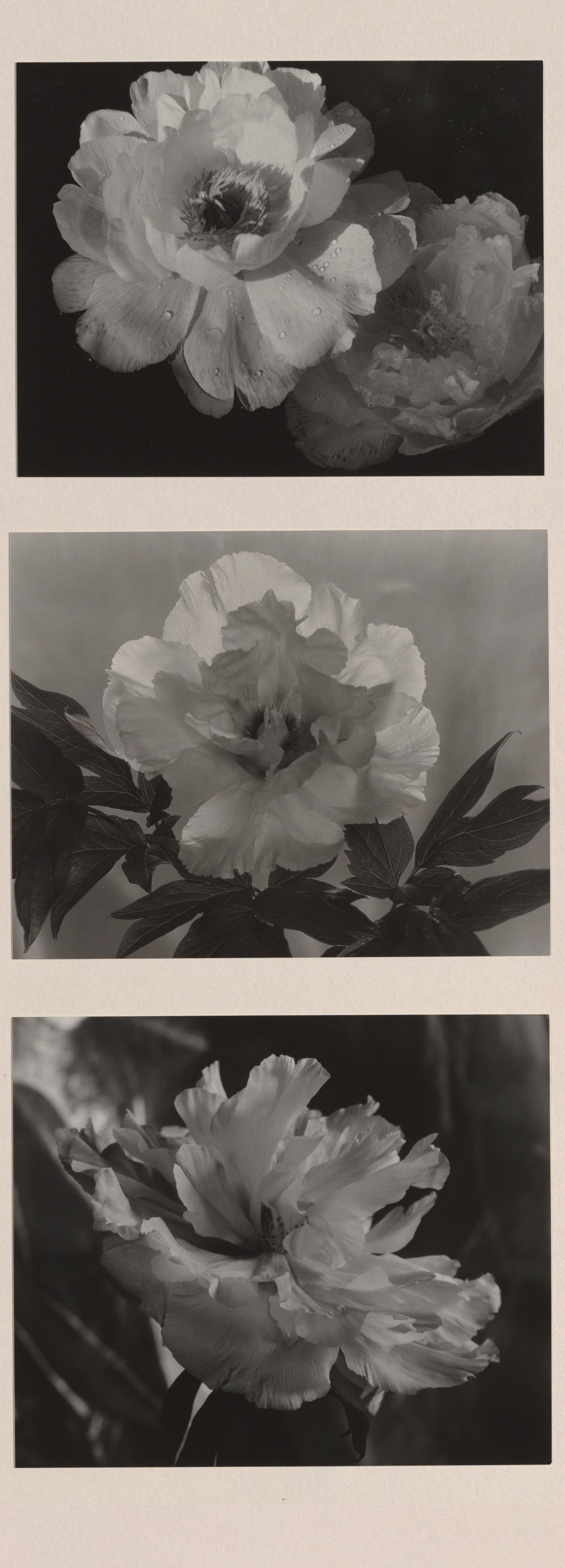 Minor White :: White tree peony (Jap.), mid 1950s-1960s; published 1968. [Photographs of tree peonies] at internet archive