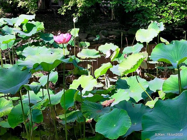 華山大草原荷花池(Lotus pool at Hwashan creative area), Taipei, Taiwan, SJKen, Jun 19, 2022.