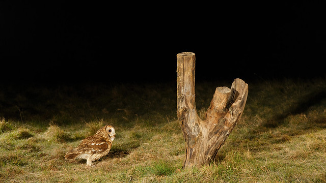 A tawny owl on a frosty night