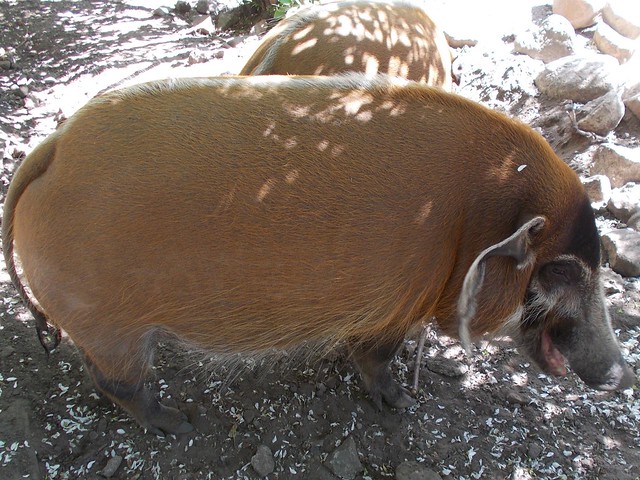 DSCN0694 tufted pigs
