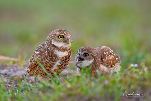 burrowingowls owl parent baby youngster owlet chick juvenile raptor animal bird avian nature wildlife nikon nikonz9 z9 800pf