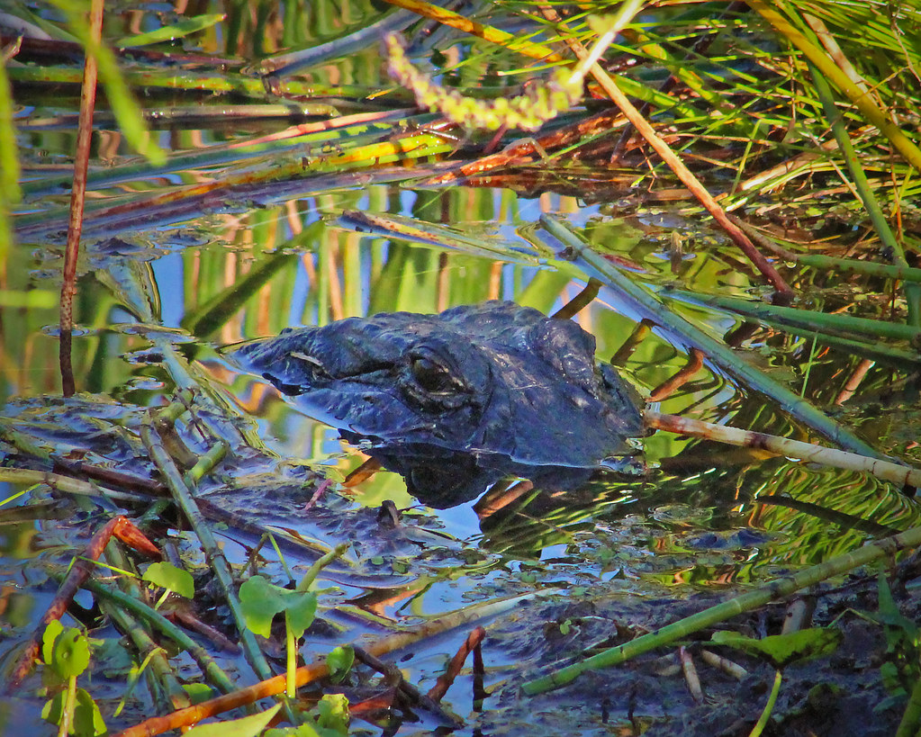 2022.06.21 Sweetwater Wetlands Alligator 1