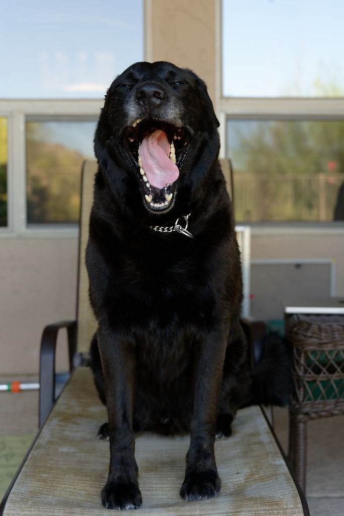 Our dog Bear yawns while sitting on my pool chair on May 22, 2022. Original: _Z722411.NEF