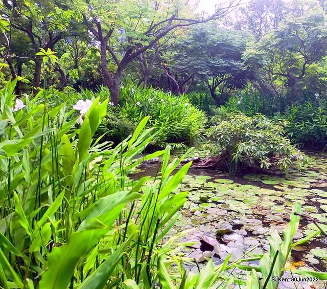 「大安森林公園野薑花」(Ginger Lily at Daan Park), Taipei, Taiwan, SJKen, Jun 30, 2022.