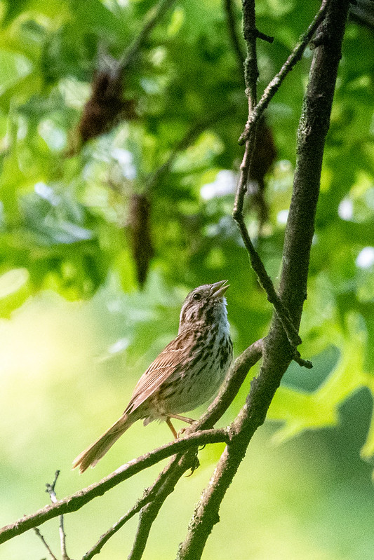 song-sparrow-1181
