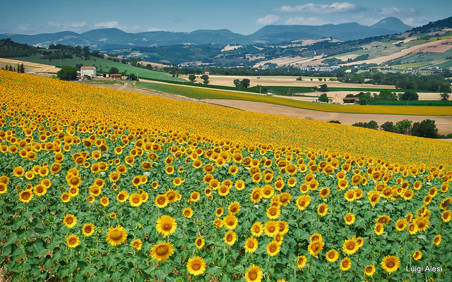 Marche countryside - sunflowers