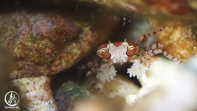 相変わらずエロ目のキンチャクガニちゃん♪