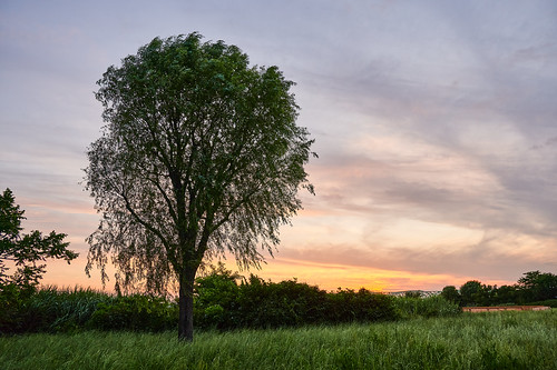 nature landscape sunset evening tree willow arakawariver akabane tokyo japan 自然 風景 日暮れ 夕暮れ 樹木 柳 荒川 赤羽 東京 日本