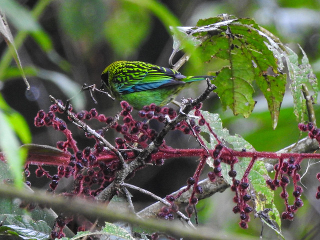 Green-and-gold Tanager - Biodiversity Conservation