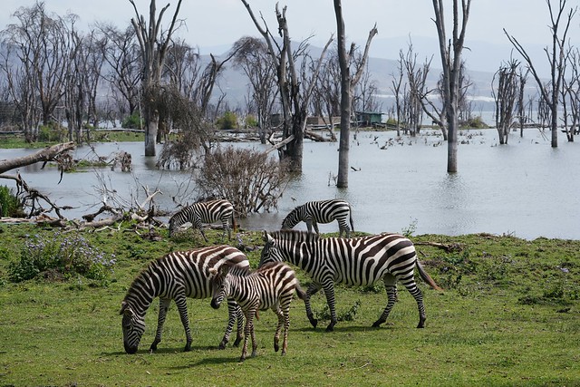Lake Naivasha, Kenya (Zebra)