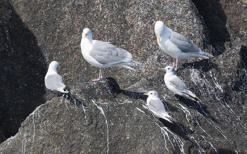 Glaucous-winged Gulls and Black-legged Kittiwakes
