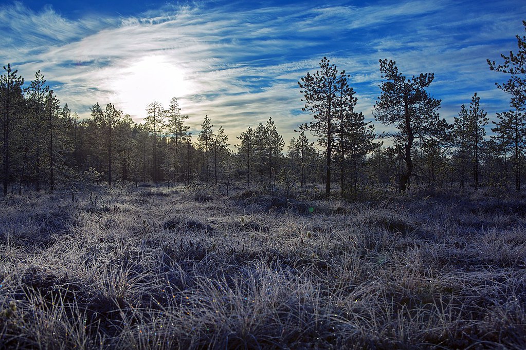 十月的芬蘭森林。圖片來源：Olga1969 via Wikimedia Commons