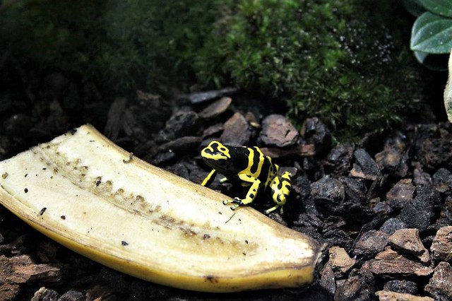 Yellow-Banded Poison Dart Frog - Yellow-Headed Poison Dart Frog - Bumblebee Poison Frog (Dendrobates Leucomelas)