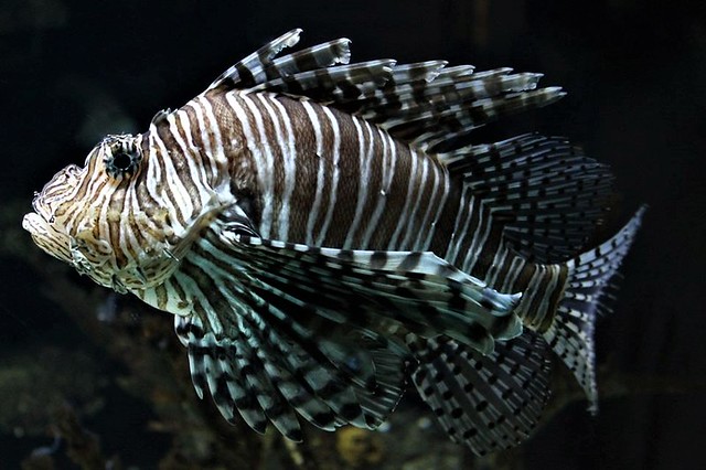 Lionfish - Firefish - Turkeyfish - Tastyfish - Butterfly Cod (Pterois)