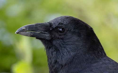 "Northwestern" American Crow