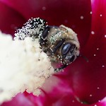 bee in hibiscus