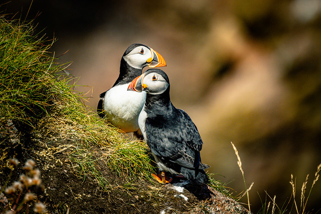 Puffin’s