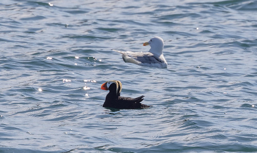 Tufted Puffin and Glaucous-winged Gull