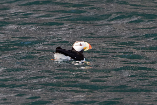 Laura's Birding Blog: Puffins! Distinctive Adaptations