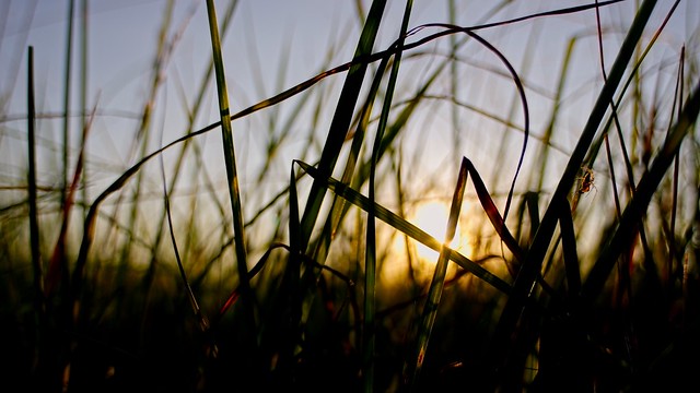 sunset, tall grass