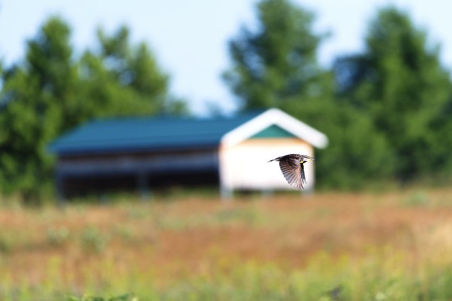 Meadowlark on a fly by at Lemoine point