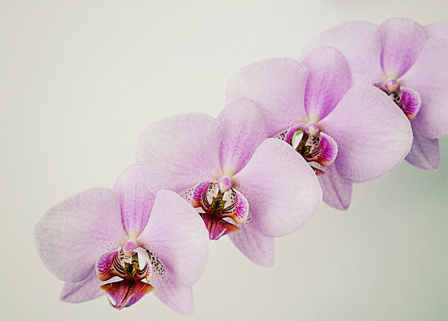 four orchids