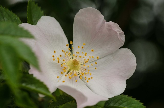 Wild- oder Heckenrose  ( Rosa corymbifera )