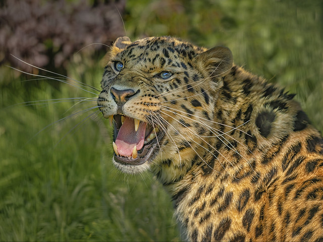 Jaguar profile