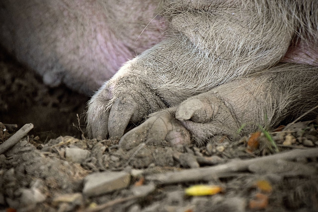 Pig's Feet